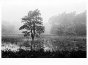 Small pond in the woods
