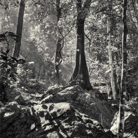 Forest Bathing