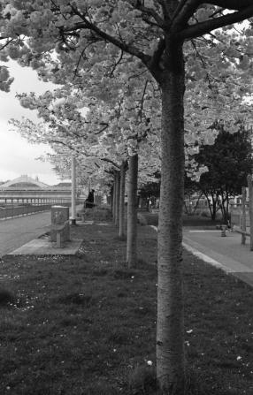 Blossoming Cherries