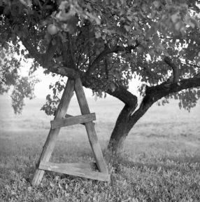 An old apple tree