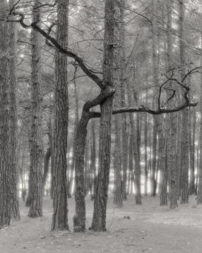 Trees
