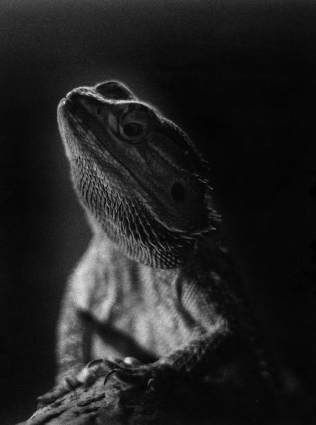 Winner Darkroom - 'Dragon' Maria Elizabeth Rotela Pereira – North East College Scotland