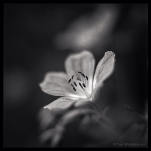 BAW image of a flower