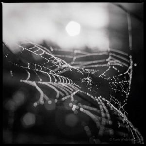 BAW image of a cobweb