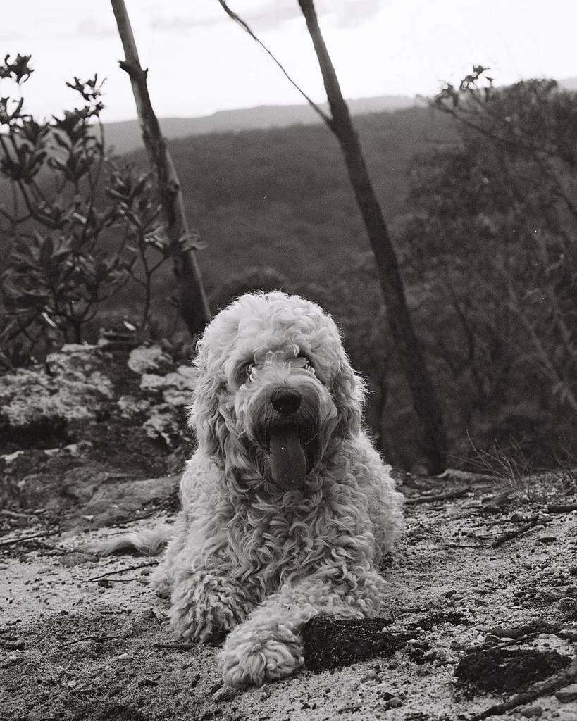 ‏@jaaskephoto In the bush with this fella. Ilford XP2. #Australia