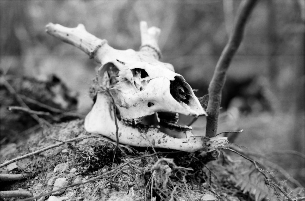 Black and white snimal skull shot on ILFORD Dleta 400 film by @YarRunyon 