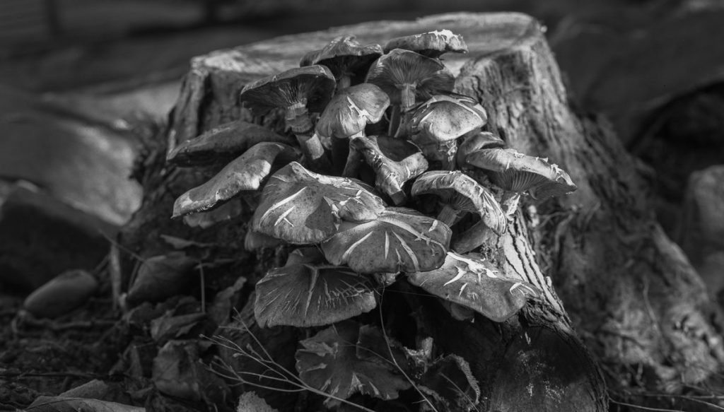 Black and white large format film shot of funghi. Shot on Ilford FP4 film