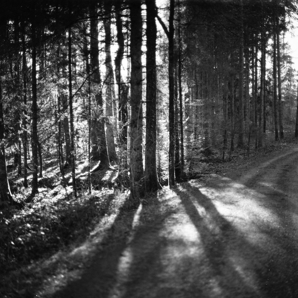 B&W calm forst scene shot on ILFORD DELTA 3200 flllm by @gatogatogato