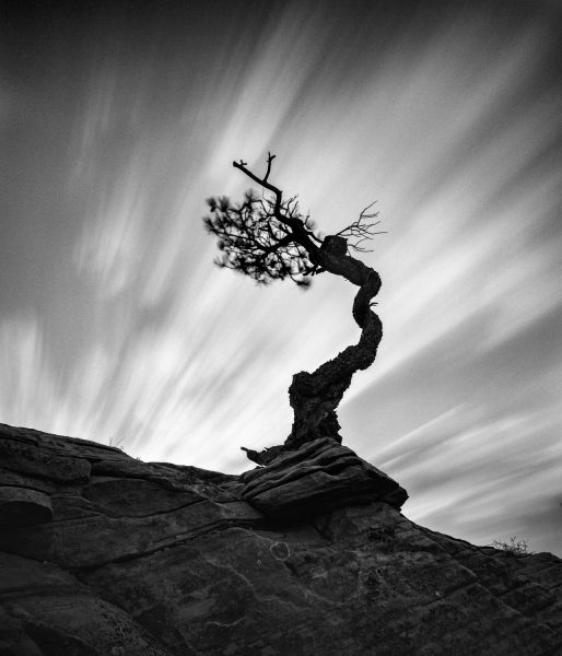 Tree #8 shot on ilford black and white film by Raynor Czerwinski: