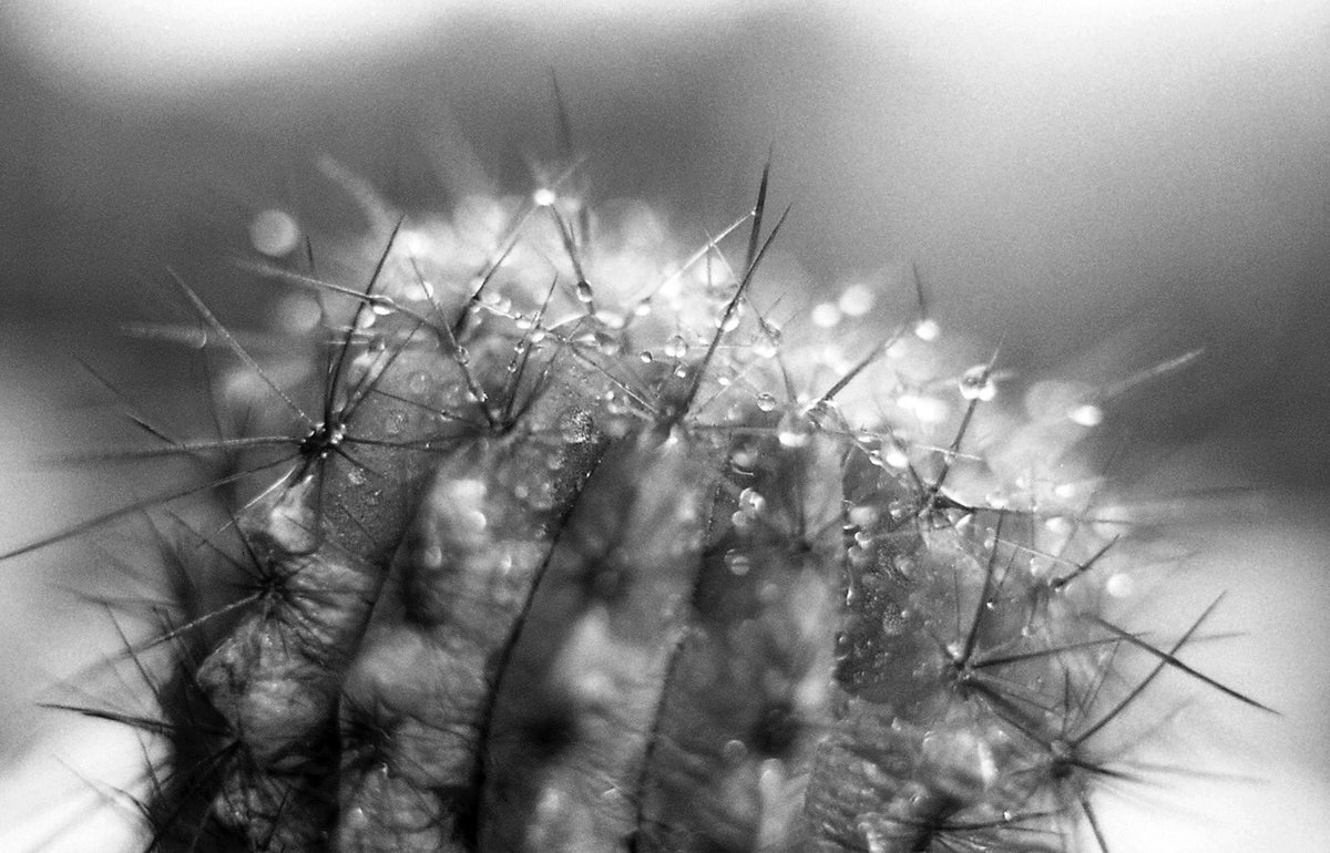 @aisbaby Well @ILFORDPhoto I happen to have shot an entire month of #ilfordphoto #FP4 #macro in January ? #fridayfavourites