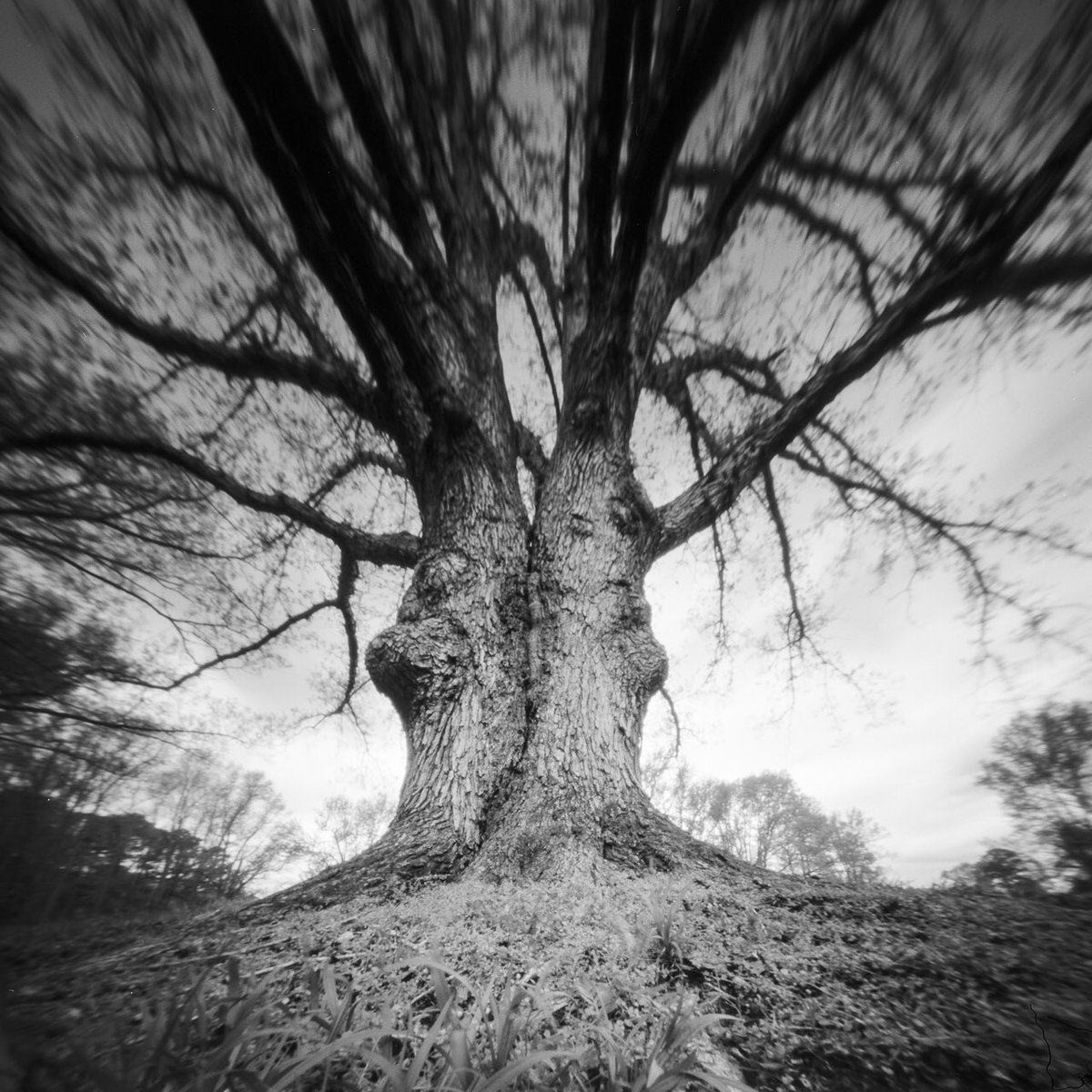 @thisJasonSelf Stately Oak #pinhole #ilfordphoto #fridayfavourites ?: @realitysosubtle 6x6 ?: @ILFORDPhoto Delta 100 ⚗️: F76+ (1+9)