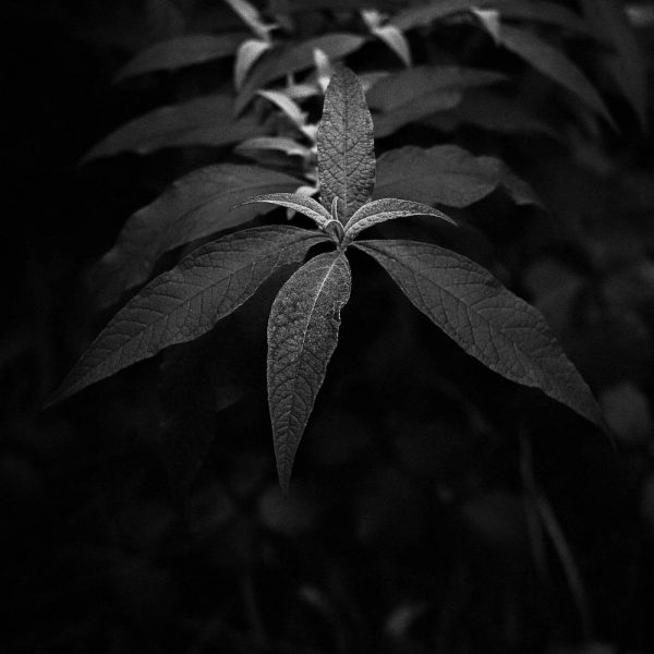 Leaf shot on ILFORD Photo black and white film