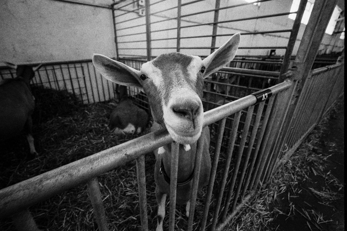 @adiw1202‏ This seemingly innocent goat makes me #happy. Ilford Delta 400. #ilfordphoto #fridayfavourites