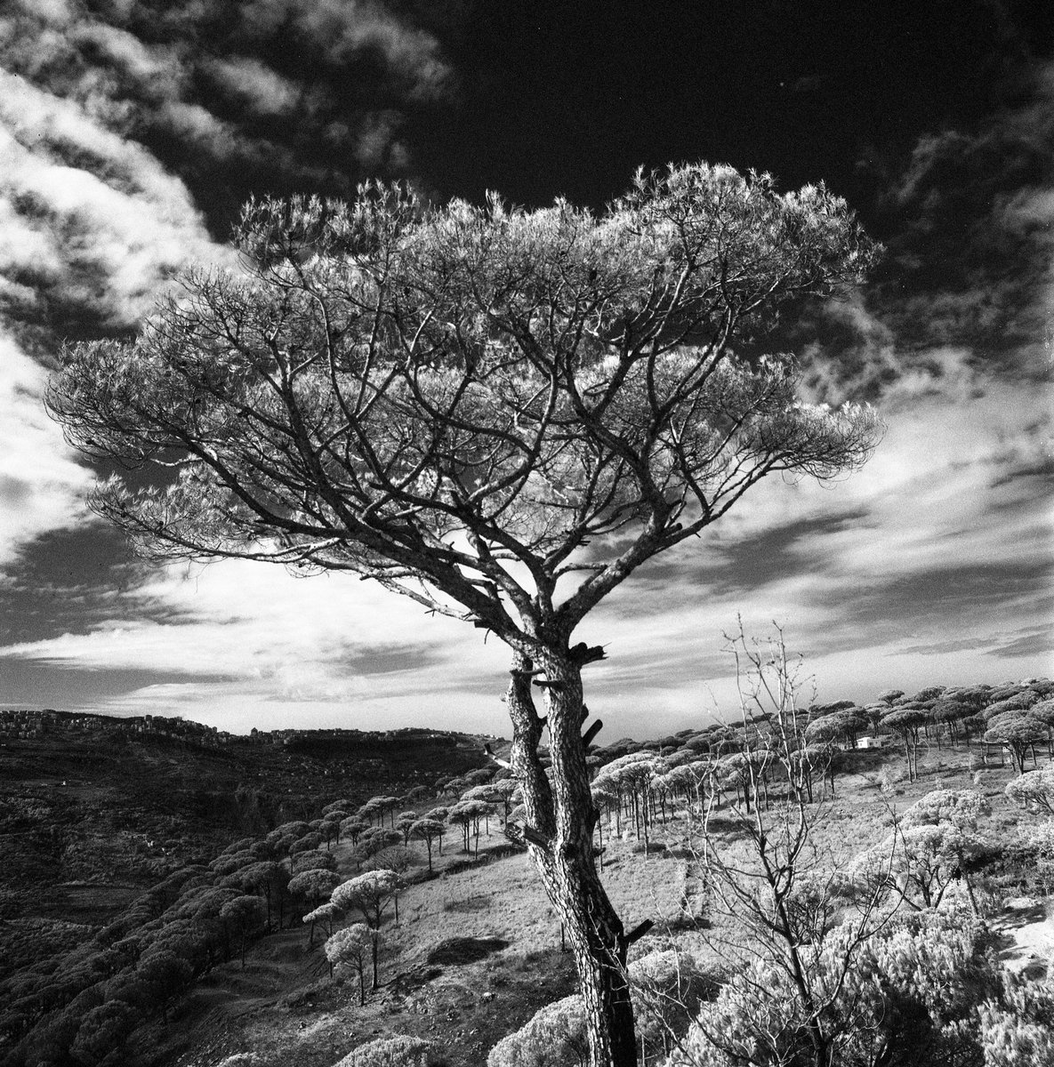 @AdibMufty The Upside Down (A shadowy version of the world we inhabit) ?: Hasselblad 500cm ?: Ilford SFX200 ?: R-72 Infrared filter ⚗️: Ilfotec DD-X 1+4 #filmphotography #bnwphotography #ilfordphoto #fridayfavourites #filtered 