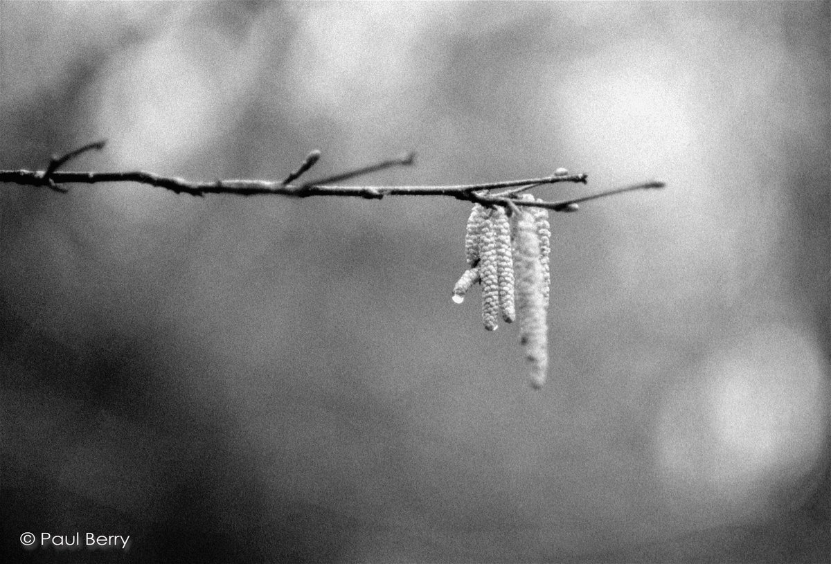 Black and white macro shots on film by @shootinggrain for #fridayfavourites #pride