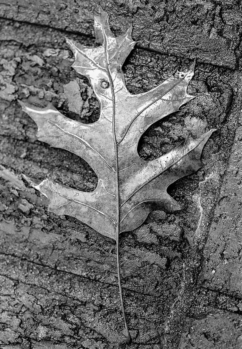 Black and white films image by @thisisjasonself for #ilfordphoto #fridayfavourites #autumn theme