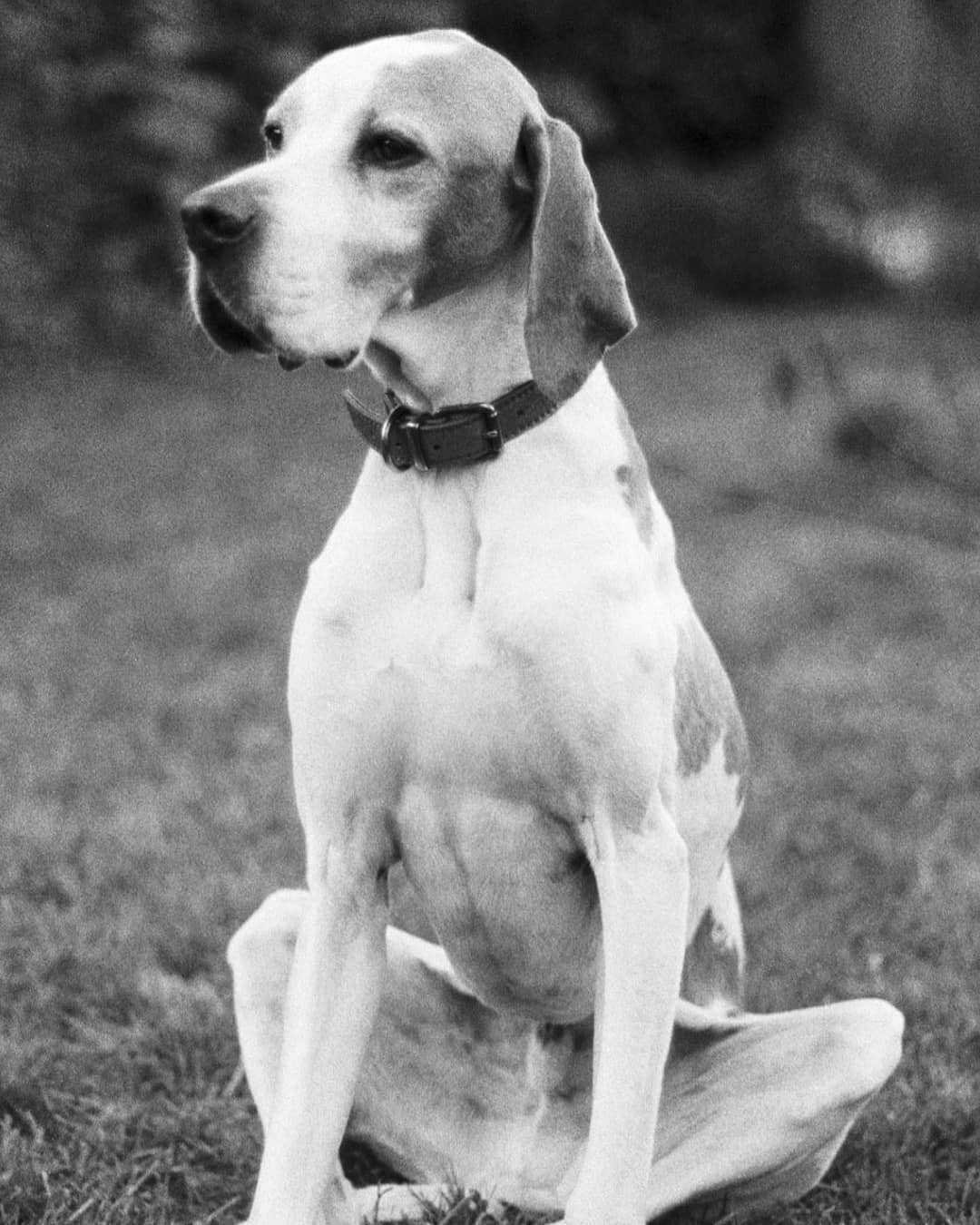  alxhan1Wise contemplation, full of character. #ilfordphoto #ilfordhp5 #blackandwhite #englishpointer #fridayfavourites #animals