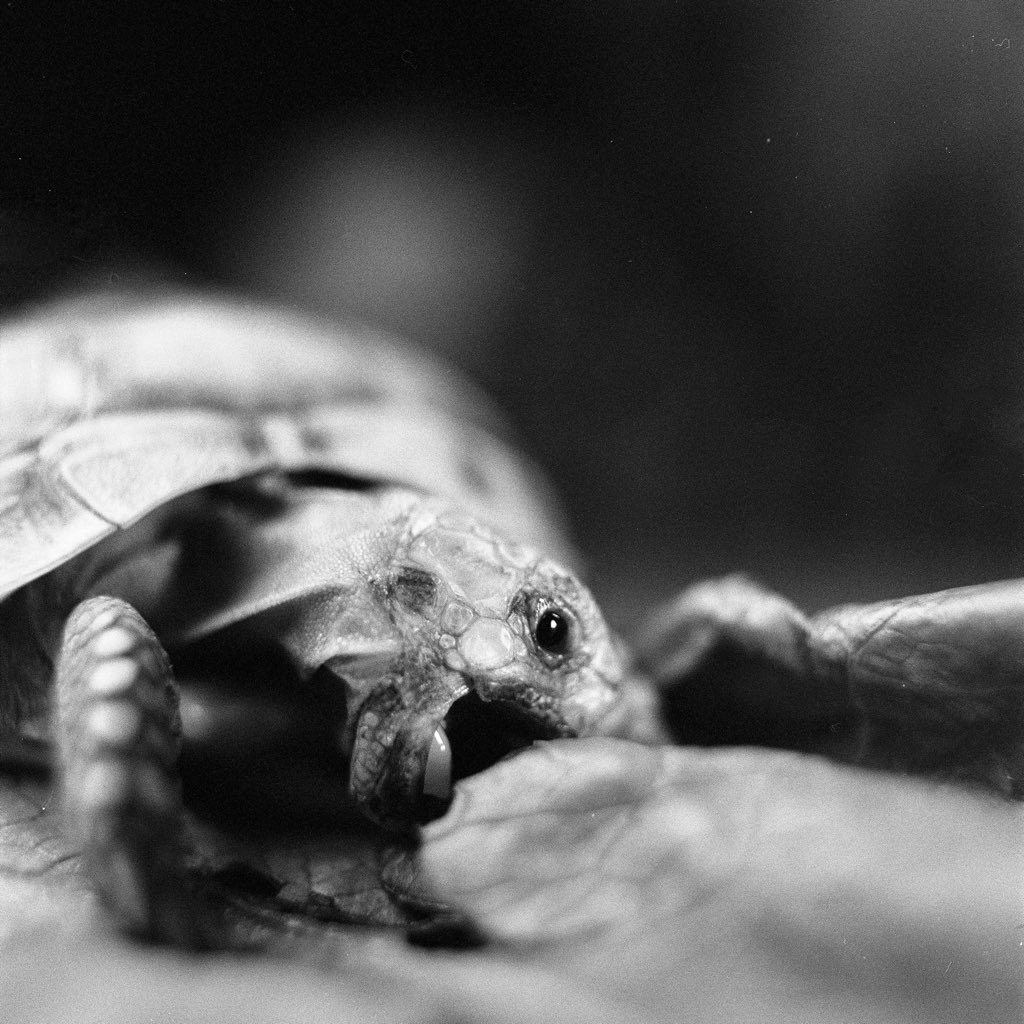 @AdibMufty Feeding the monster!? ?: Hasselblad 500CM ?: Ilford Delta 3200 ⚗️: Ilfotec DD-X 1+4 #filmphotography #blackandwhitephotography #ilfordphoto #fridayfavourites #animals 