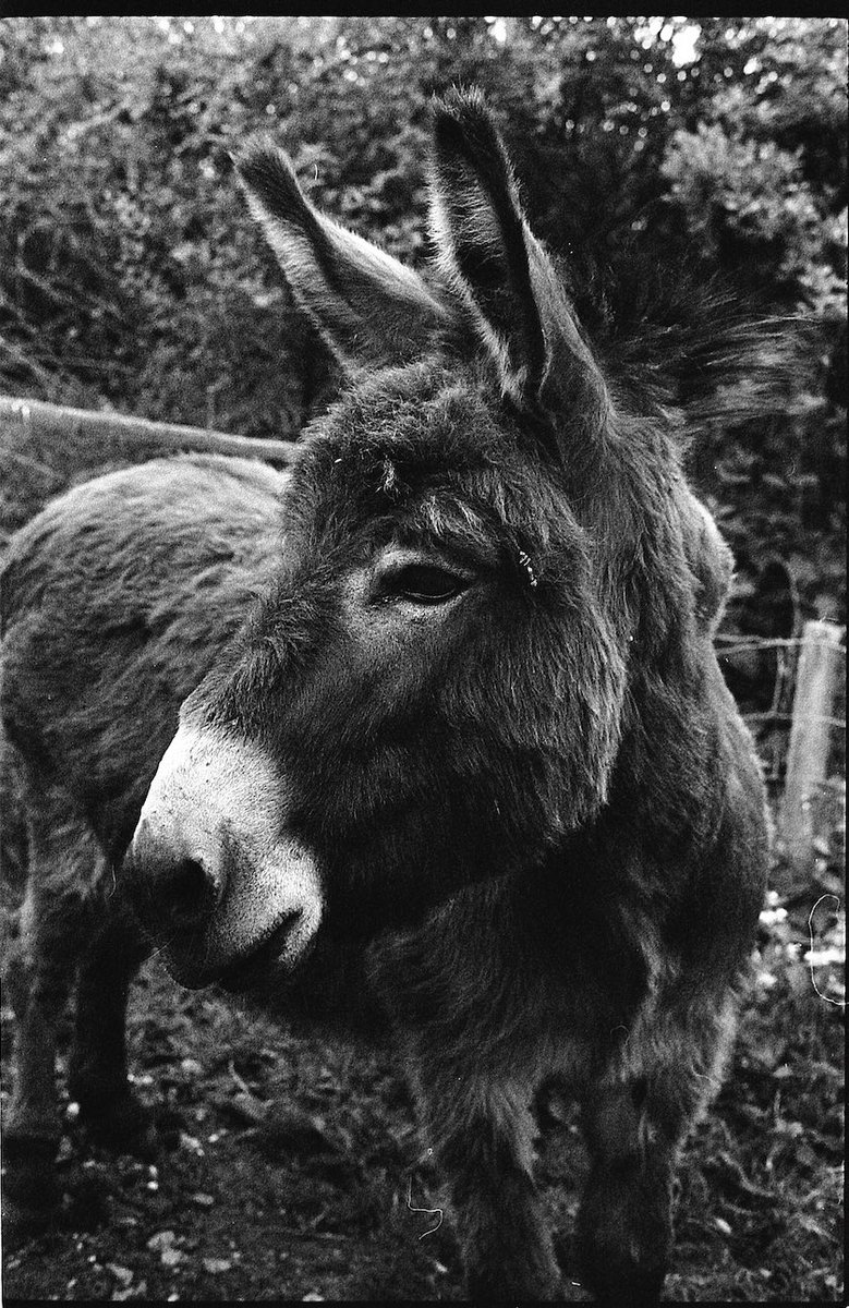 @fromotography Hee-haw! @ILFORDPhoto HP5 @ 1600 #ilfordphoto #fridayfavourites #animals 