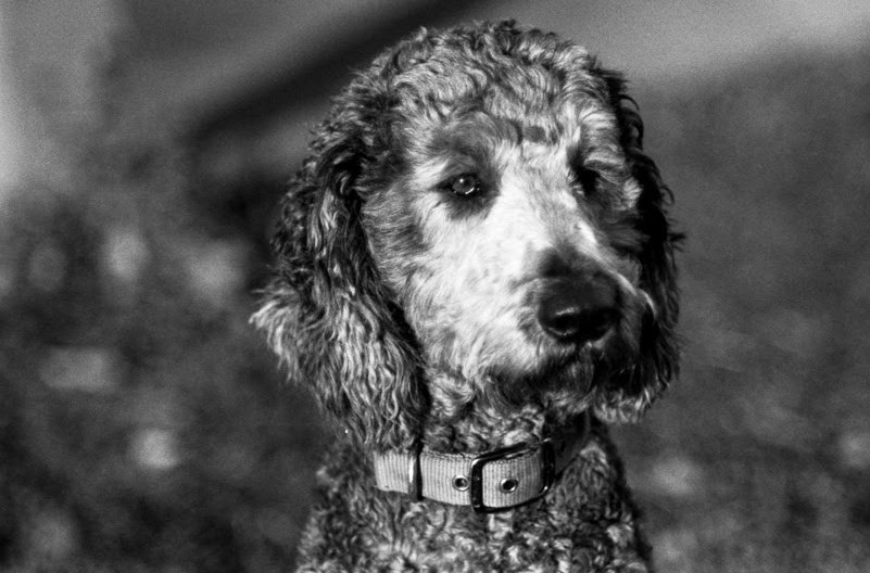 @SwoonTheMoon Ilford Hp5 400 #fridayfavourites #ilford #animals #believeinfilm #filmphotography #35mm #35mmfilm #analog #blackandwhitephotography #goldendoodle