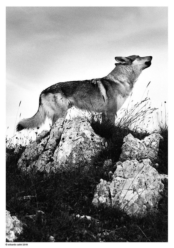 @EdoardoCatini Wonderful wolf in Sibillini mountains (center of Italy) @leica_camera m6 on @ILFORDPhoto hp5+ pushed to 1600 iso #fridayfavourites #ilfordphoto #NaturePhotography #wolf #filmphotography #edoardocatiniphotographer #hp5 #mountains #italy@EdoardoCatini Wonderful wolf in Sibillini mountains (center of Italy) @leica_camera m6 on @ILFORDPhoto hp5+ pushed to 1600 iso #fridayfavourites #ilfordphoto #NaturePhotography #wolf #filmphotography #edoardocatiniphotographer #hp5 #mountains #italy