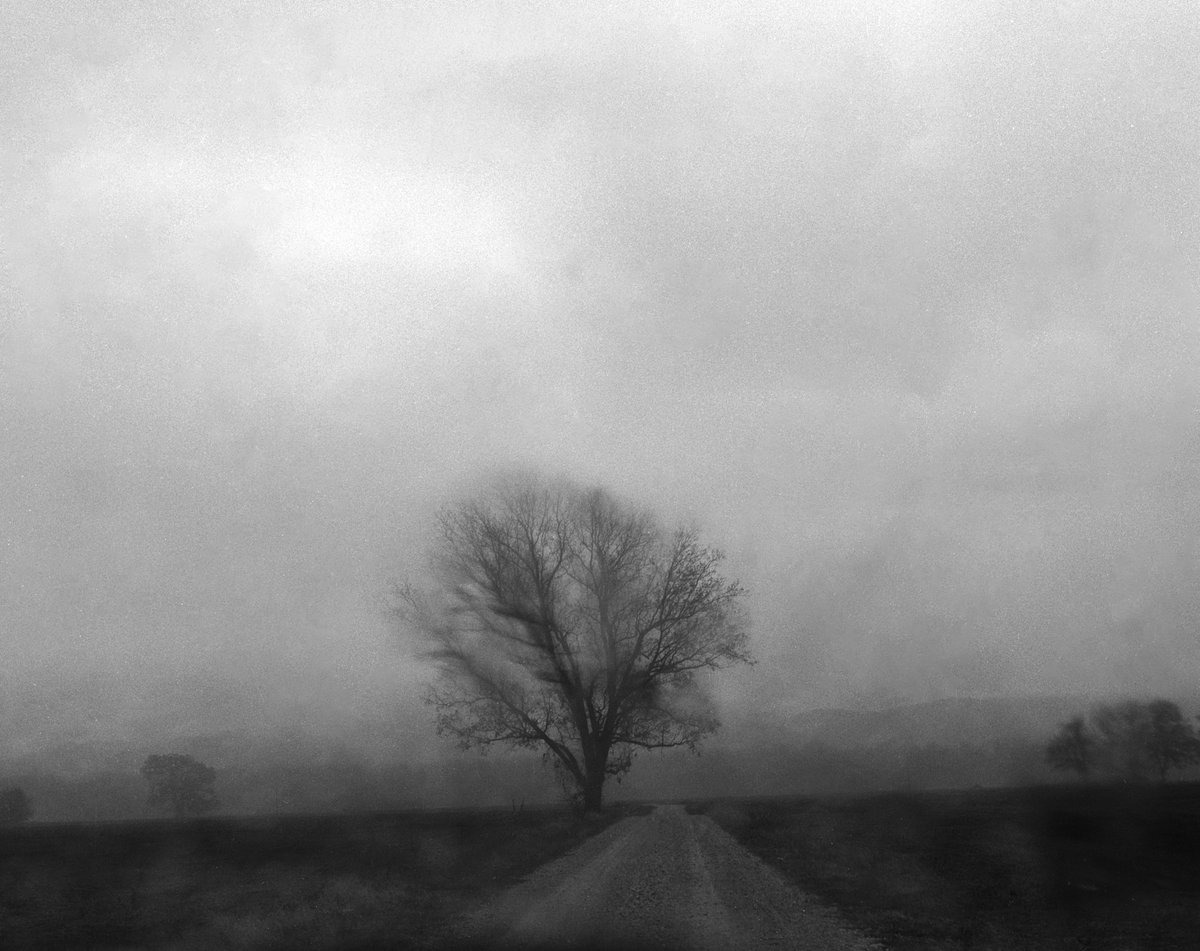 @TheFeelofFilm The Judgement Tree for @ILFORDPhoto #fridayfavourites #spooky on #FP4