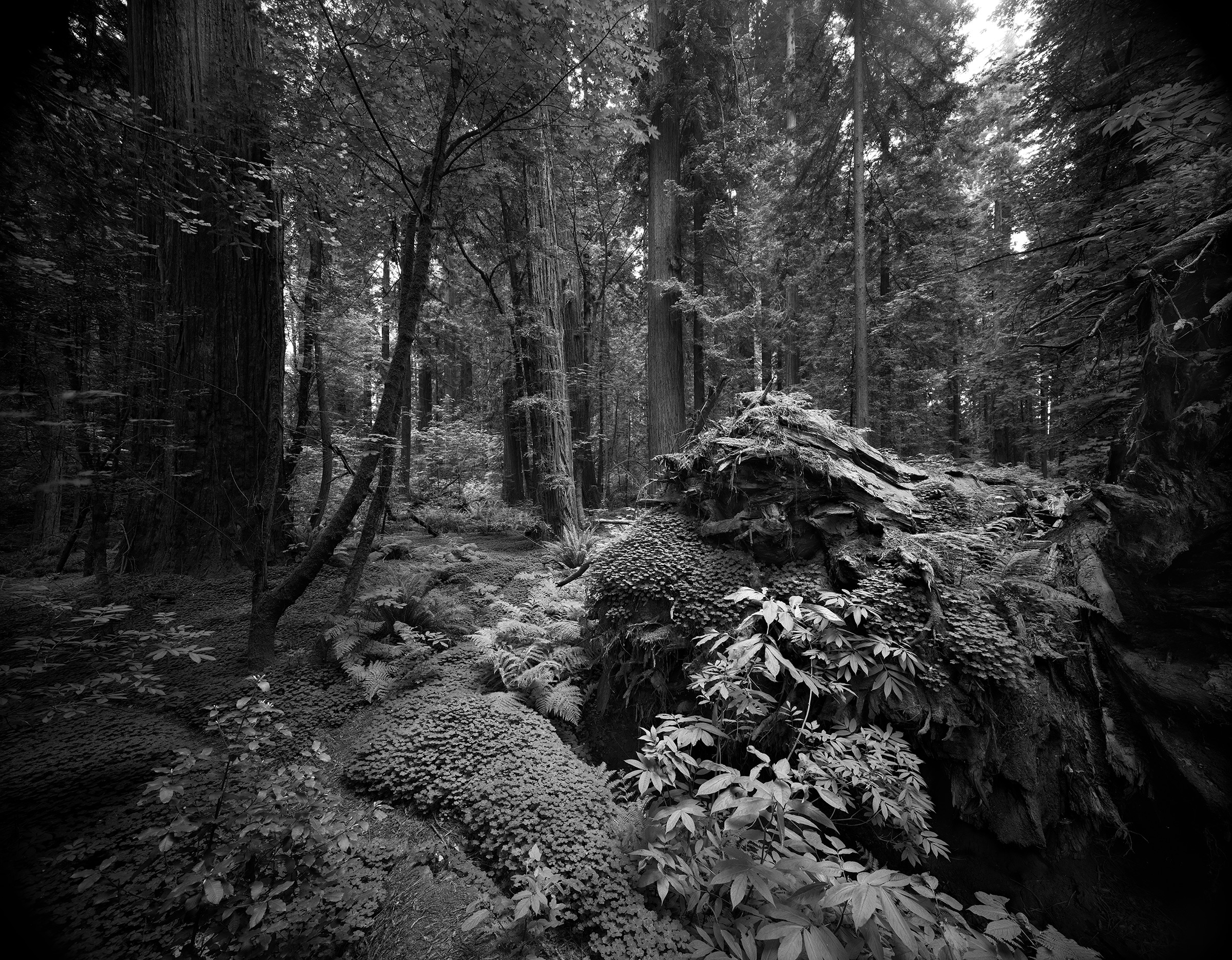 Pepperwood 1 by Clyde Butcher shot on ILFPRD FP4+ black and white film