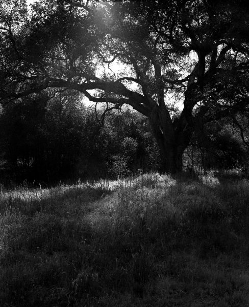 Image from Jack Whitefield shot on ILFORD black and white film