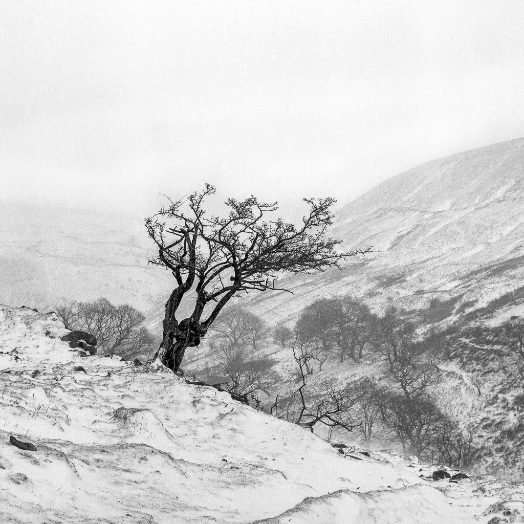 @timdobbsphoto #justadd "Snow" .... Yashicamat 124G on ilford FP4 for #fridayfavourites #ilfordphoto @EMULSIVEfilm #believeinfilm