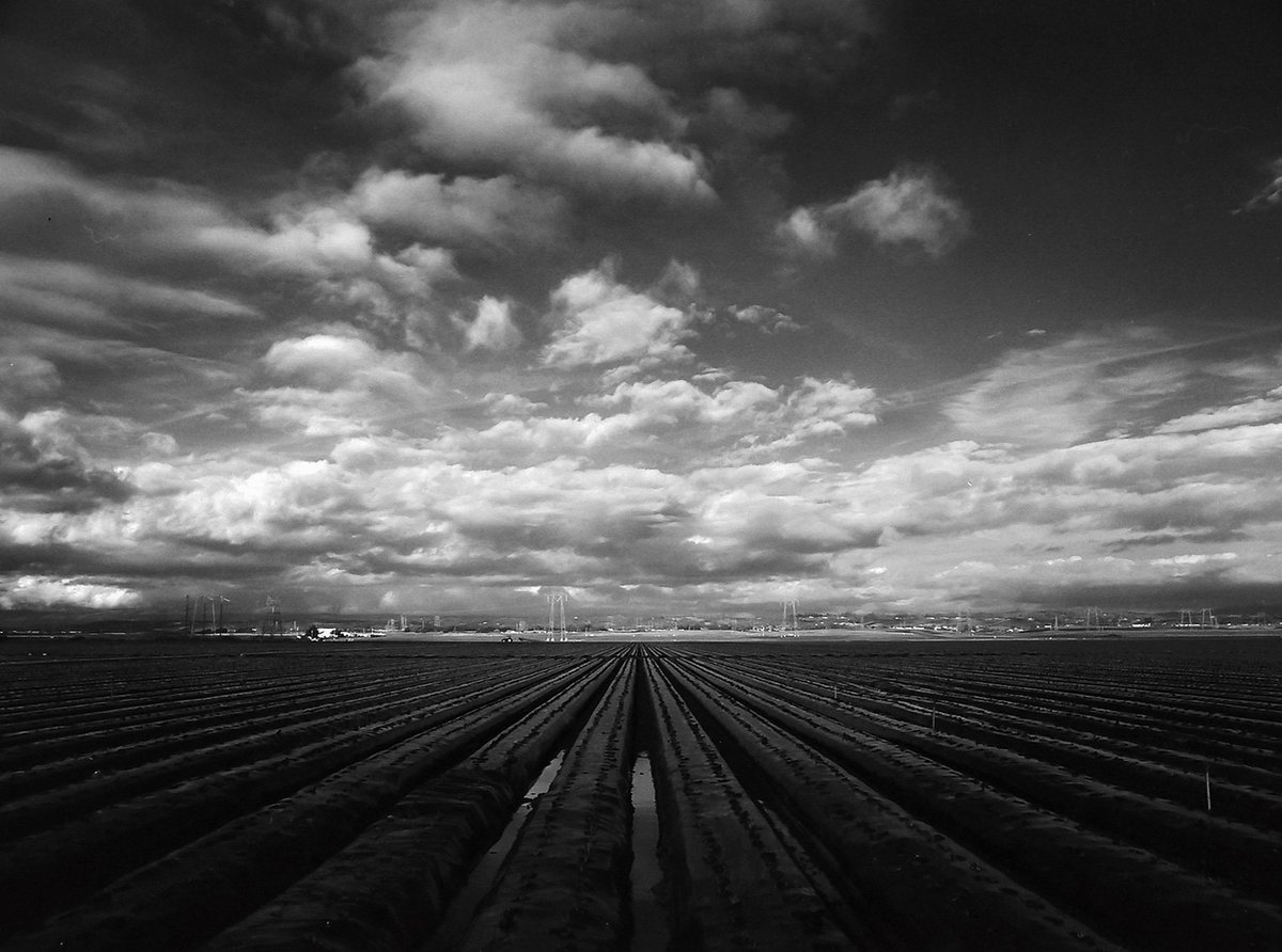 @MLHannahFineArt  Dec 11 Hootlet More Fields outside Monterey captured with @ilfordphoto SFX #film and a Mamiya 645  #believeinfilm #mamiya645 #bnwfilmphotos #bnw_planet_2018 #bnw #bnw_photography #bnwcaptures #bnw_legit  #mediumformat #monterey #californiacoast #california #bayarea #landscapephotography