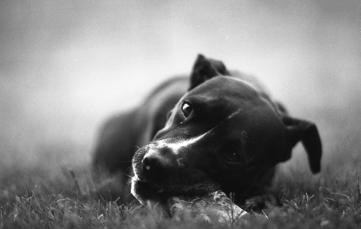 @habu333  @ILFORDPhoto Argo photographed on Ilford Pan F+ #IlfordPhoto #FridayFavorites #FridayFavourites 