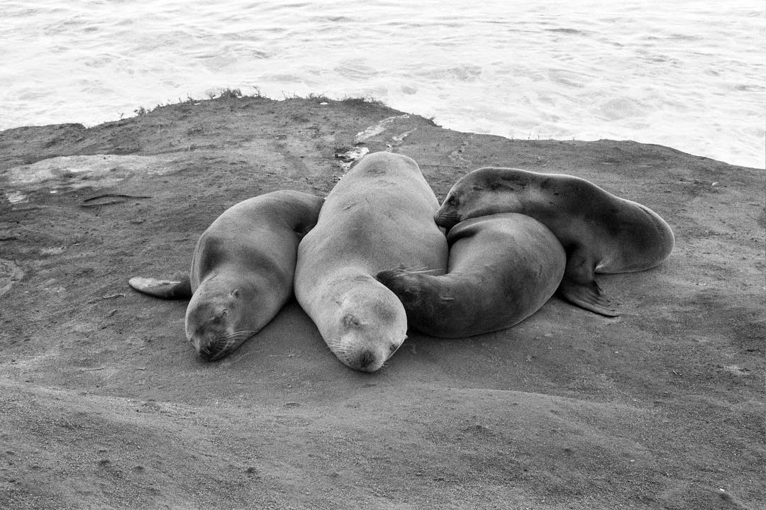 film_newb sea pups. - - - #film #analog #ilfordhp5 #canoneos650 #filmphotography #filmisnotdead #filmcommunity #filmcamera #filmwave #analogphotography #analogfilm #ishootfilm #justgoshoot #buyfilmnotmegapixels #staybrokeshootfilm #animalsonfilm #bestphotoch #shootfilm #filmisbetter #sharefilm #filmforever #grainisgood #analoglove #analogdreams #lovefilm #filmcamera #keepfilmalive #35mm #35mmfilm #35mmfilmphoto #ilfordphoto #fridayfavourites