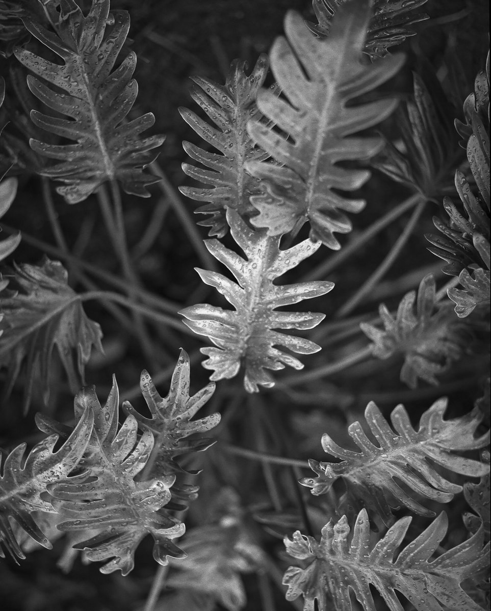 @VRSeeker Feb 22 Hootlet More First tests with the Pentax 67ii My worst fear is gone, (Low speed handheld / focusing) Handheld at 1/30 and easy to focus! Ilford HP5 #BelieveInFilm #ilfordphoto #fridayfavourites #pentax67ii @ILFORDPhoto