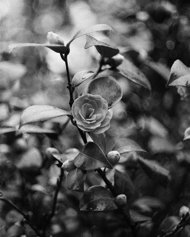 @mellonicoley 16h16 hours ago Hootlet More Camellia.... ? Ilford Delta 400 (+1), shot with Nikon FM and Helios-44M-4 58mm f2 • @ilfordphoto #fridayfavourites #ilfordphoto #analogfeatures #grainisgood #analoguepeople #womenwhoshootfilm #35mmfilm #shootfilm #keepfilmalive #believeinfilm #analo… https://ift.tt/2O29MAc 