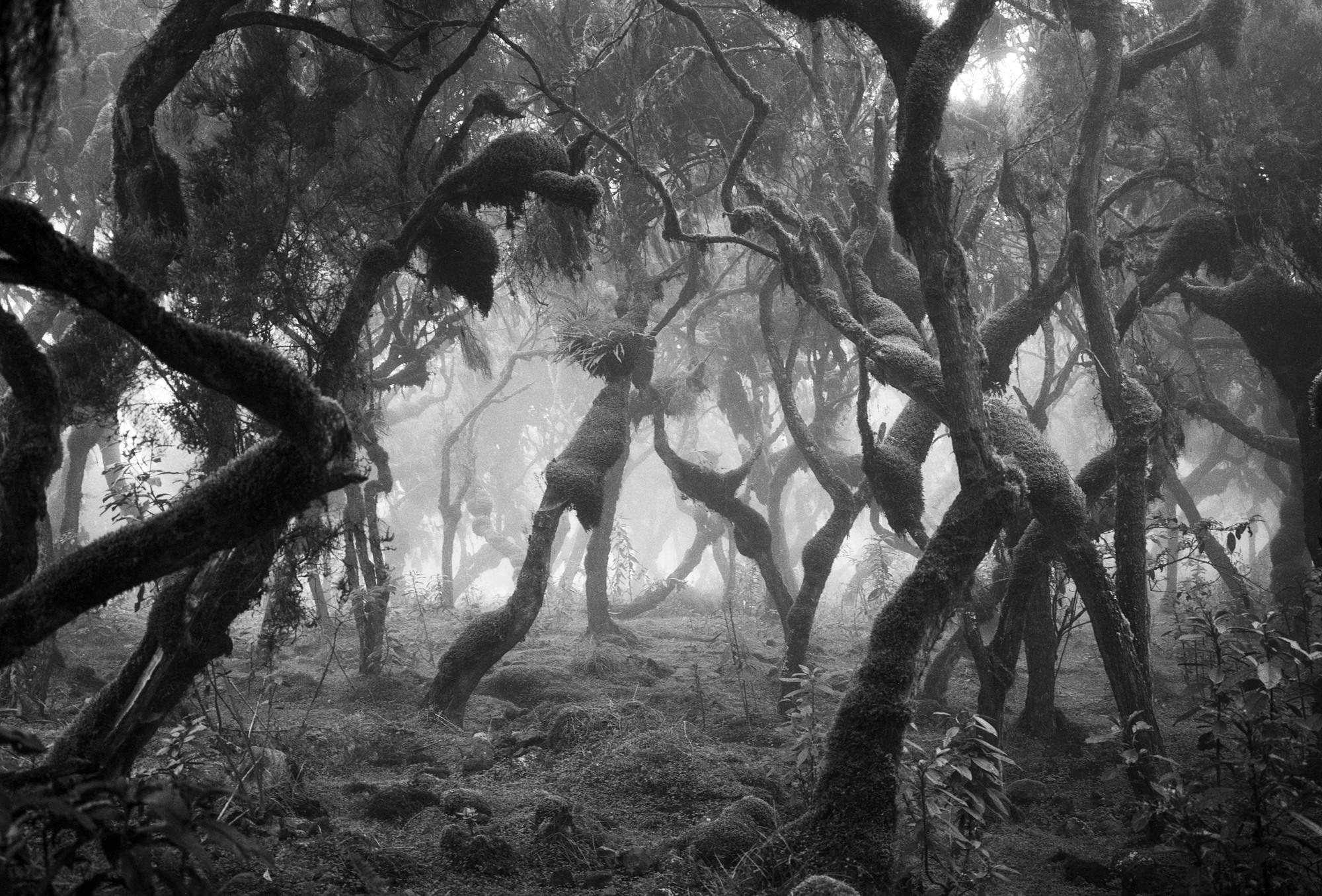 Black & white film photograph by Corey hart shot on FP4+ Harenna Forest 01