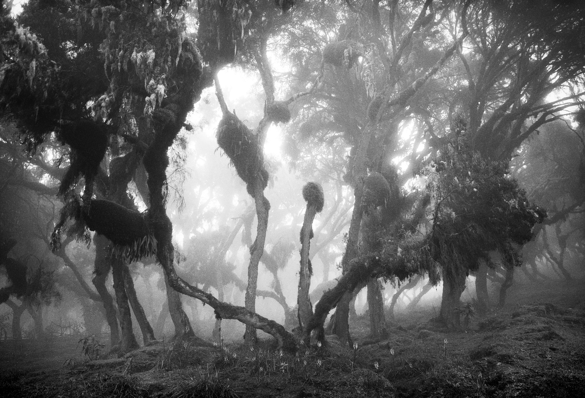 Black & white film photograph by Corey hart shot on FP4+ Harenna Forest 02