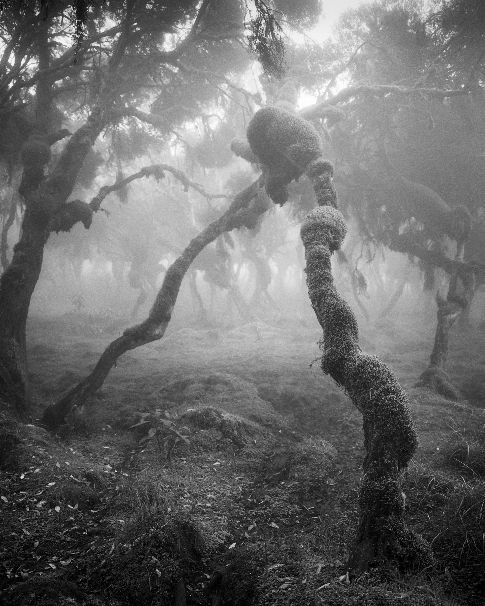 Black & white film photograph by Corey hart shot on FP4+ Harenna Forest 03