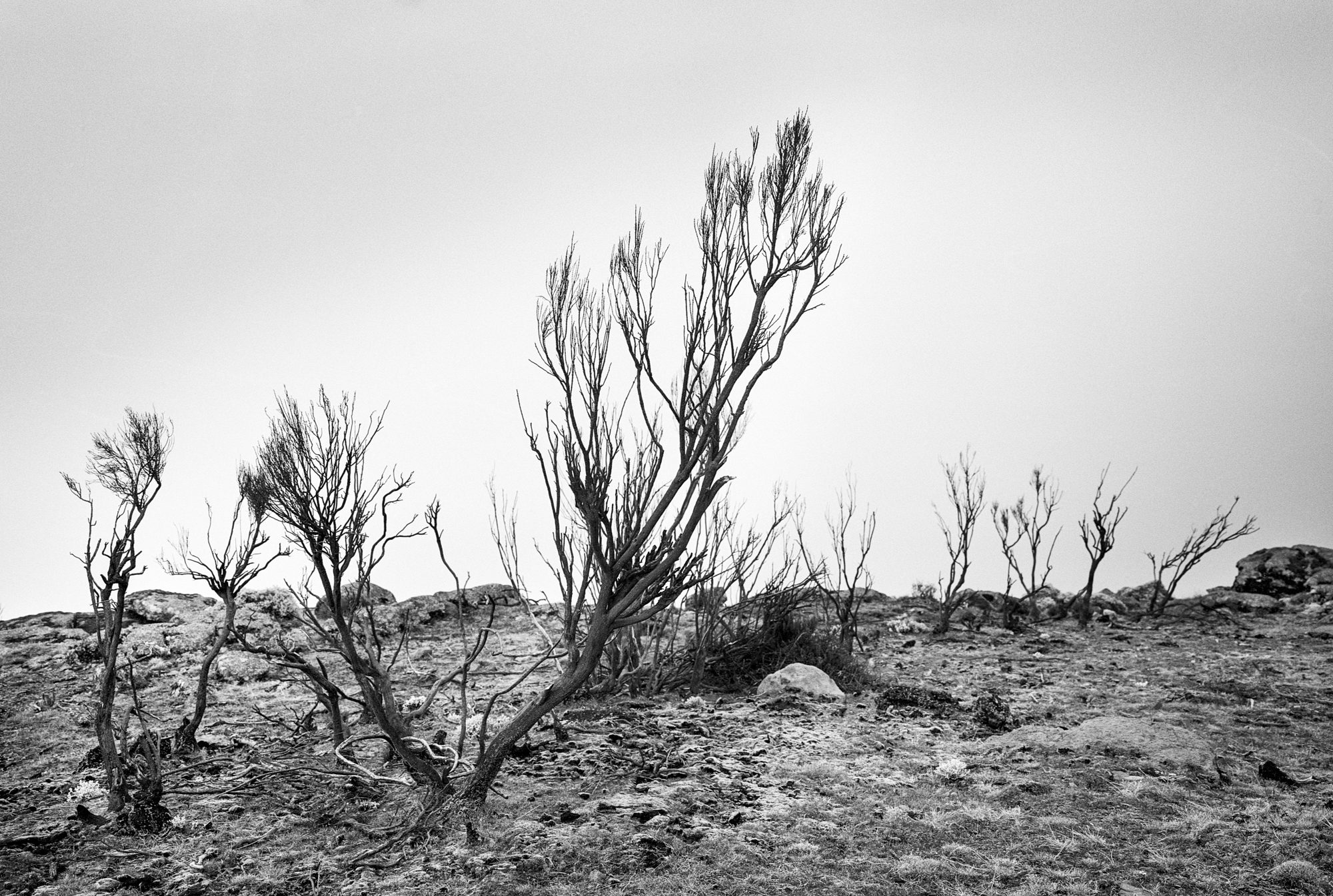Black & white film photograph by Corey Hart shot on ILFORD HP5+ Sanetti Plateau 10
