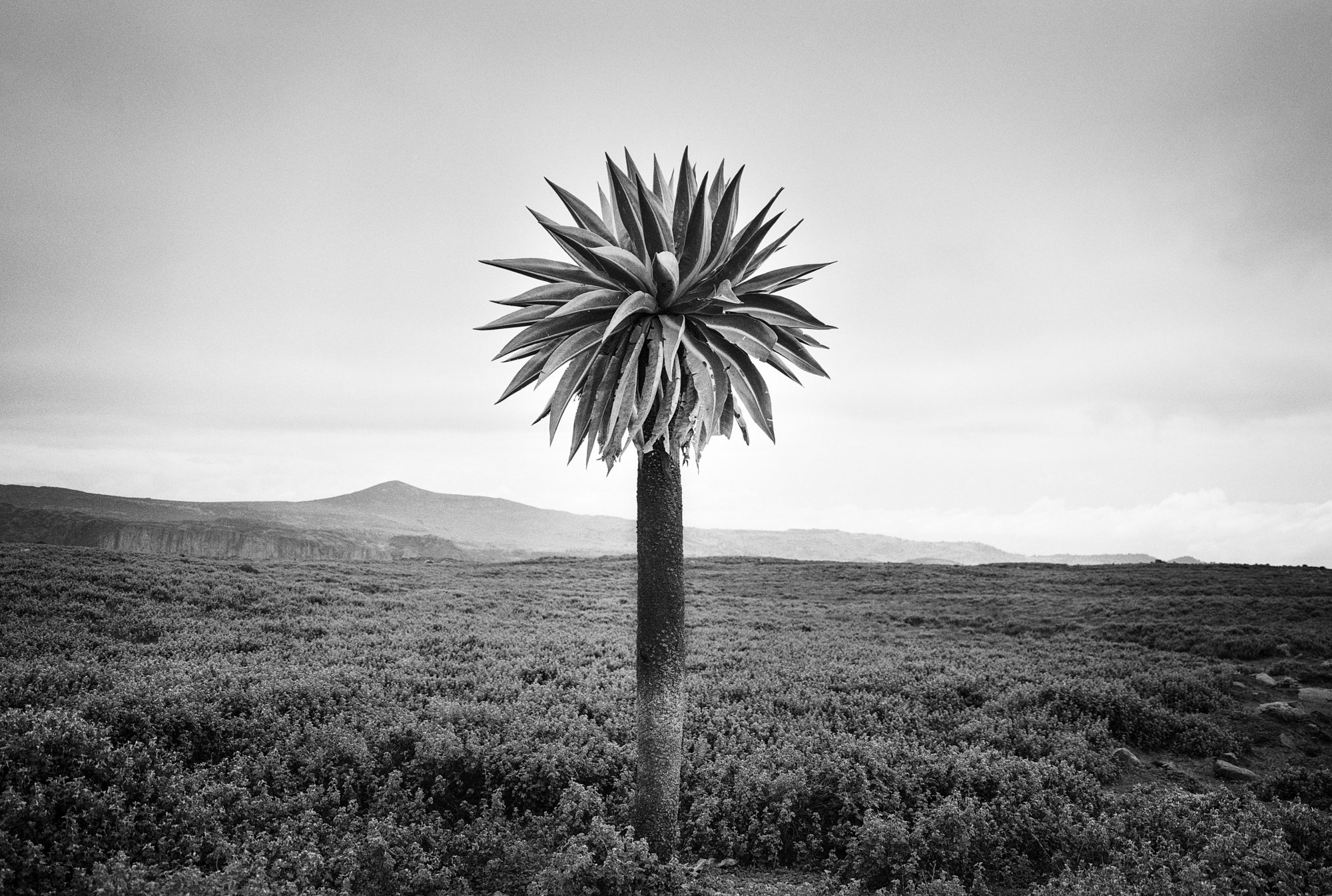 Black & white film photograph by Corey Hart shot on ILFORD HP5+ Sanetti Plateau 11