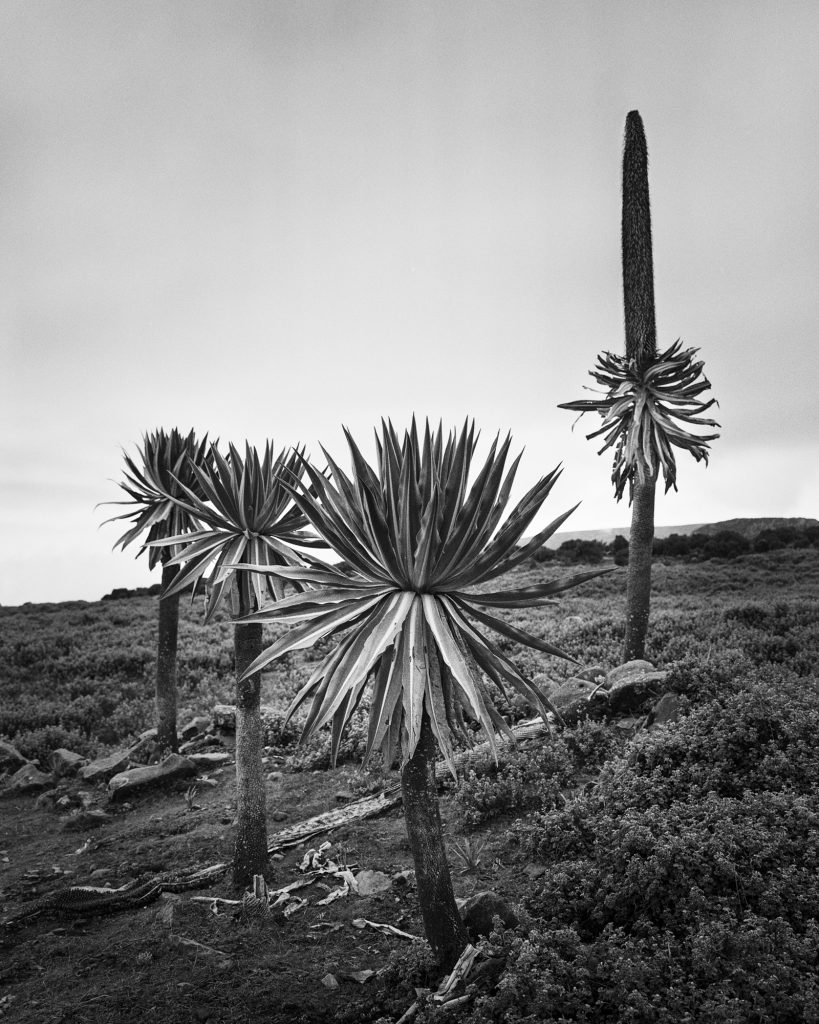 Black & white film photograph by Corey Hart shot on ILFORD HP5+ Sanetti Plateau 05