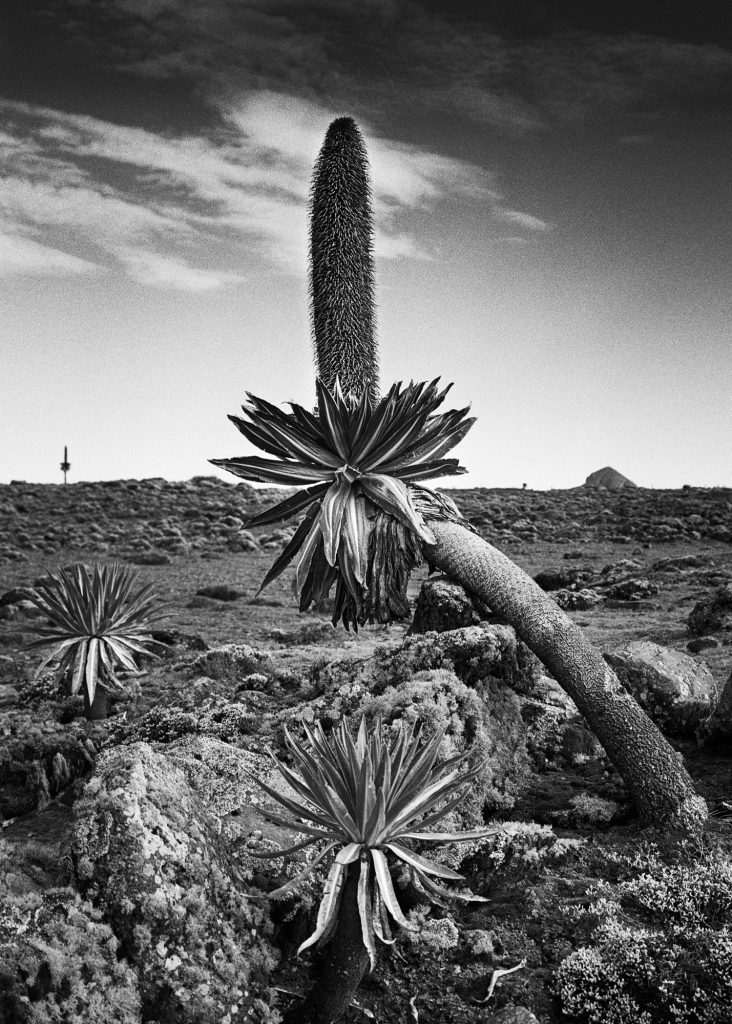 Black & white film photograph by Corey Hart shot on ILFORD HP5+ Sanetti Plateau 06