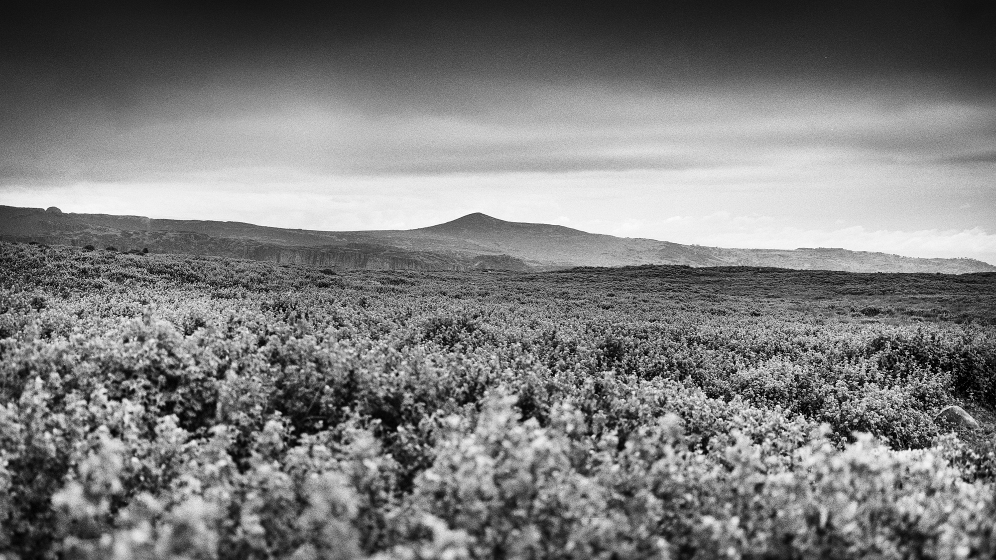 Black & white film photograph by Corey Hart shot on ILFORD HP5+ Sanetti Plateau 09