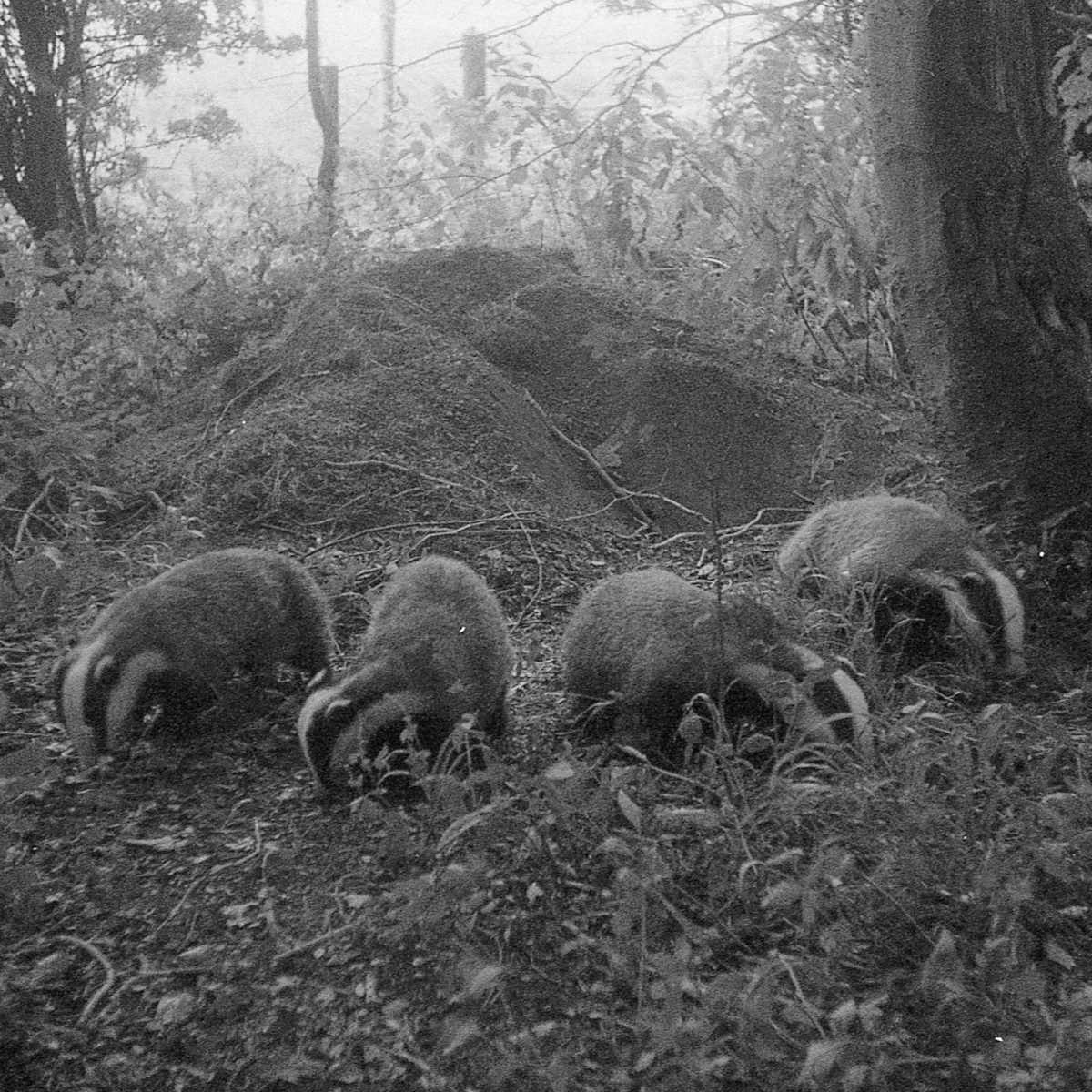 @badgermoon 14h14 hours ago Hootlet More You don't always need the latest camera, four badgers on #ilforddelta3200 pushed one stop 1/30th handheld #ilfordphoto #fridayfavourites 