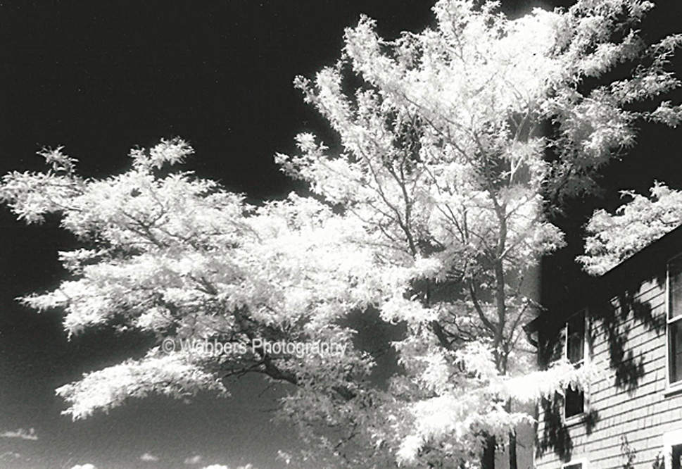 “Overhang” – infrared image of a tree growing close to a building in Rockport, Massachusetts