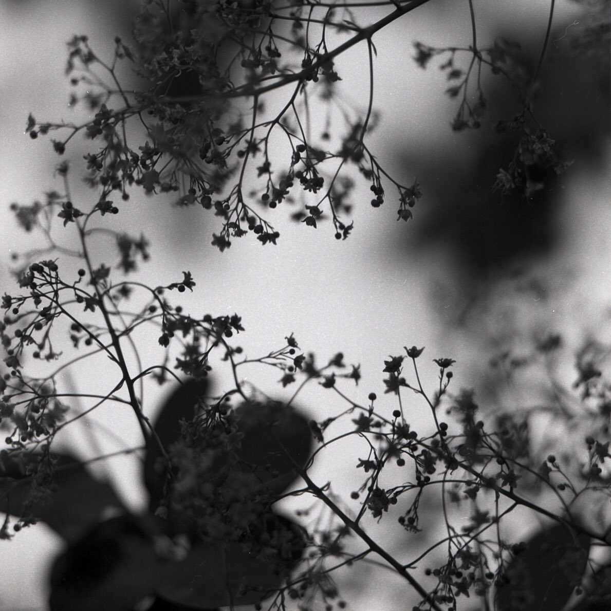 DrMarsRover May 30 Hootlet More Smoke tree @ILFORDPhoto HP5 Bronica SQ-A #ilfordphoto #fridayfavourites #plusfilms #ilfordhp5