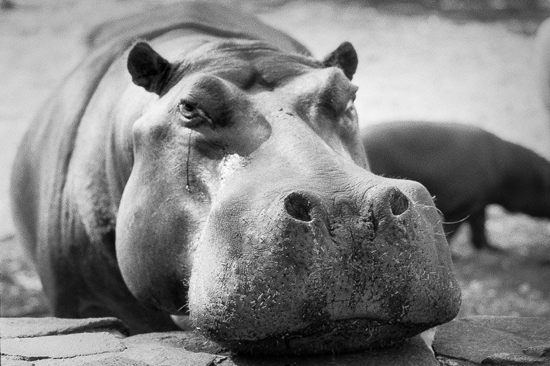 @paulasmithphoto 13h13 hours ago Hootlet More On the theme of #texture this shot came to mind of a hippo's snout taken in South Africa. ?️@ILFORDPhoto Delta 100 developed in Rodinal 1+25 ? Leica MP 35mm Summicron #ilfordphoto #fridayfavourites #believeinfilm