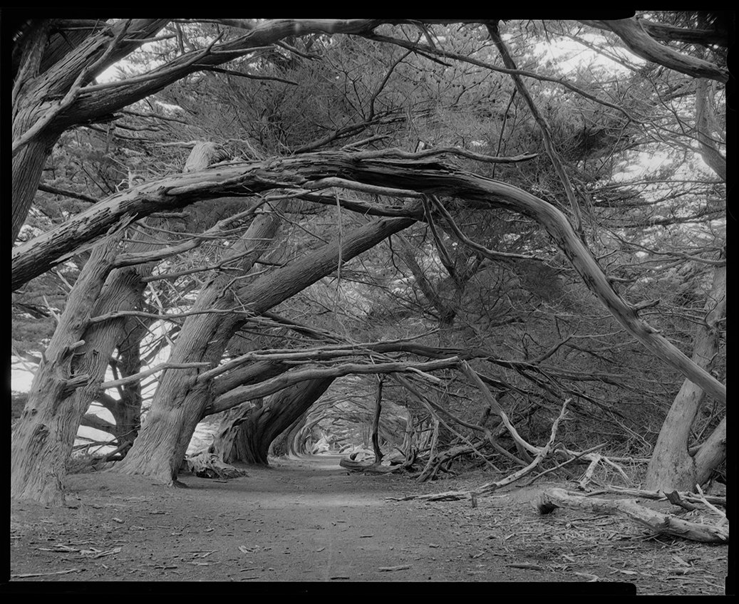 @klizana Jun 5 Hootlet More "Follow the path" ?TOYO 45A + Schneider-Kreuznach APO-SYMMAR 135mm ?️Ilford HP5 ?Ilfotec DD-X 1:4 #ilfordphoto #fridayfavourites #endless #believeinfilm #ilfordhp5