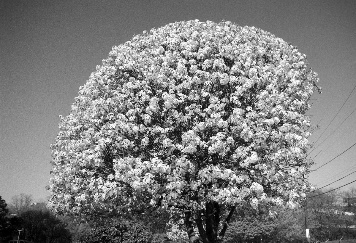 @ClickErik 8h8 hours ago Hootlet More One more for Uncle Ilford...35mm Pan-F+ in Rodinal 1:50 K2 filter, OM-1n @ILFORDPhoto #fridayfavourites #texture 