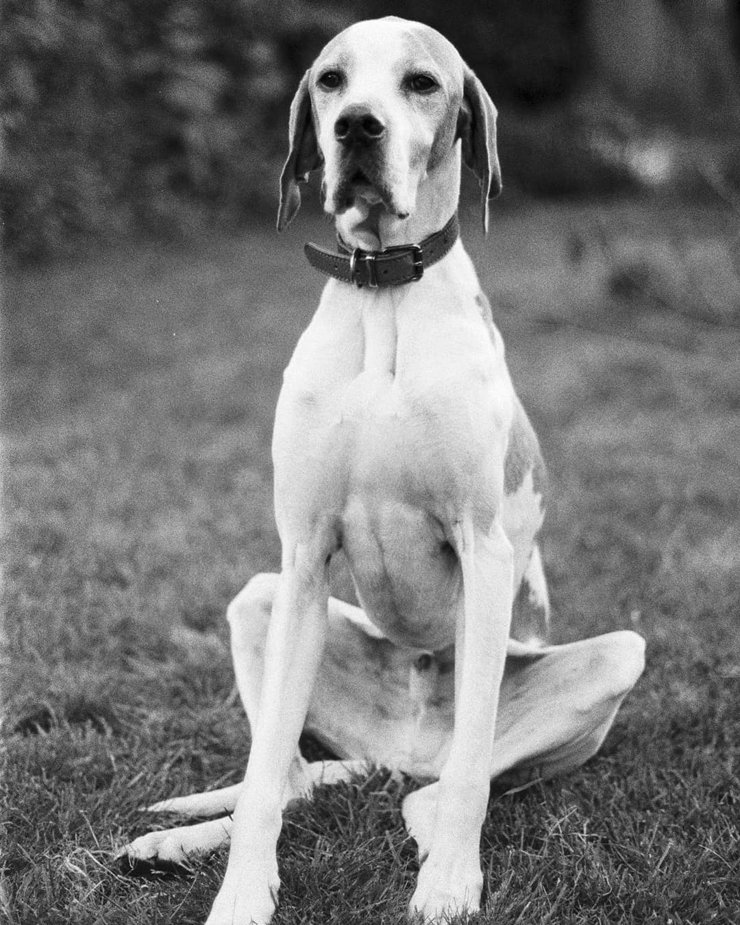 alxhanphoto He who makes me happy #ilfordphoto #IlfordHP5 #fridayfavourites #blackandwhite #manchesterphotographyclub #manchester #dogsofinstagram #dogs #englishpointer #pointer #uk #petsofinstagram #35mmfilm #35mmfilmphotography #35mmphotography #nikon #ishootfilm #filmphotography #filmvibes #filmisnotdead #filmisalive #analog #analogphotography