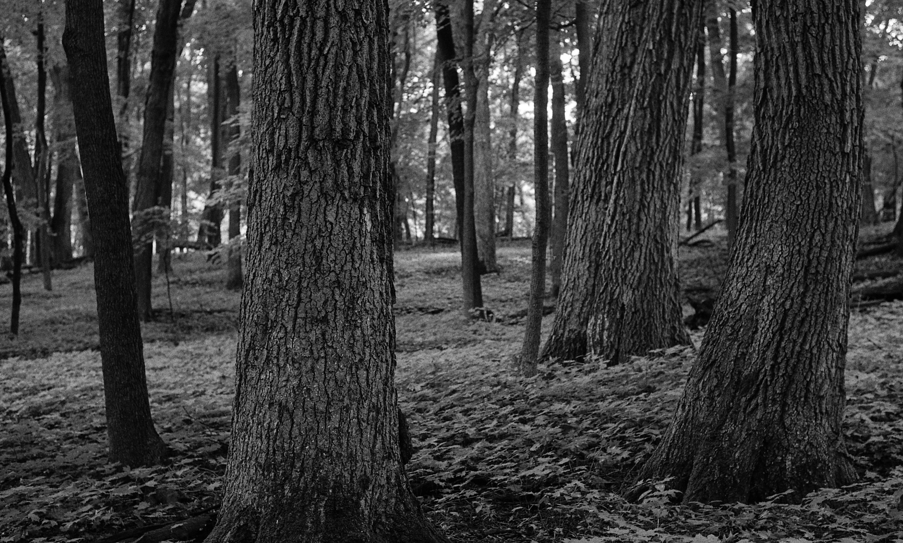  @tomnorthenscold · Oct 15 Depth of field drop off in the Big Woods. Kentmere 400 on a Nikon F. #depthoffield @ILFORDPhoto